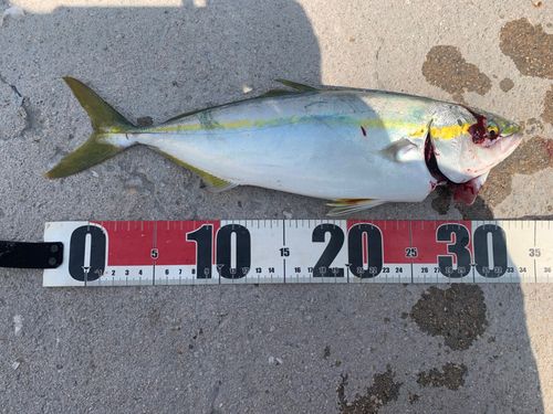 ツバスの釣果