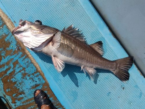 アラの釣果