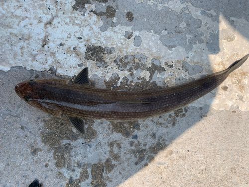 エソの釣果