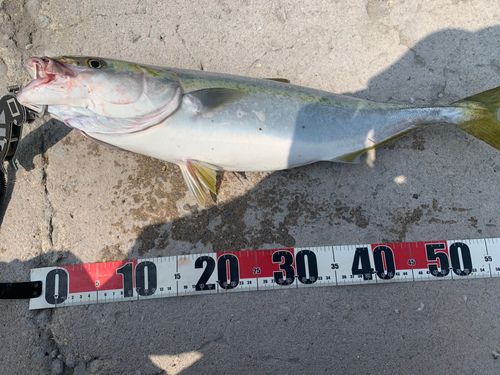 ハマチの釣果