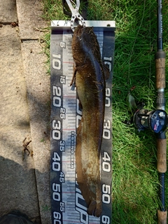 ナマズの釣果