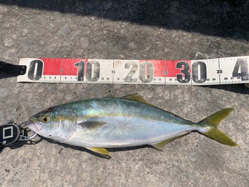 ツバスの釣果