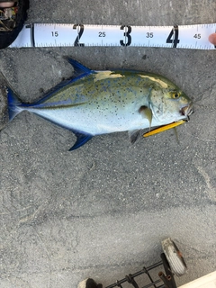カスミアジの釣果