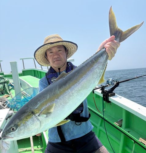 ブリの釣果