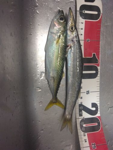 カマスの釣果
