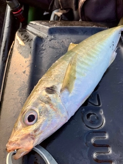 マアジの釣果