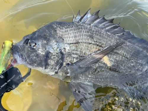 チヌの釣果