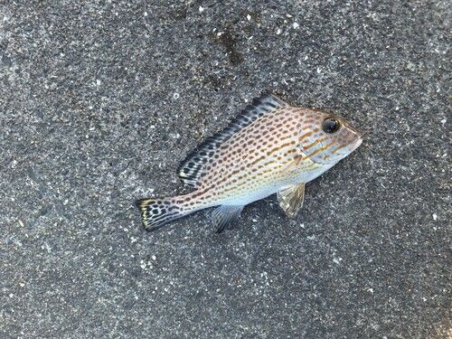 コロダイの釣果