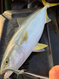 ワカシの釣果