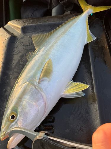 ワカシの釣果