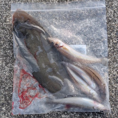 シロギスの釣果