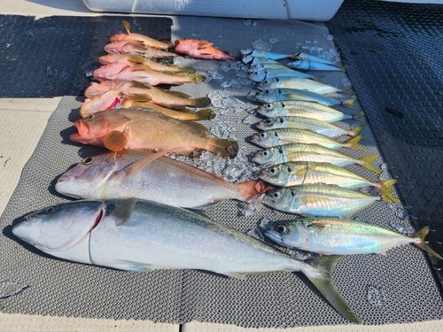 ハマチの釣果