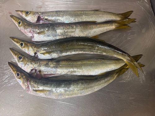 カマスの釣果