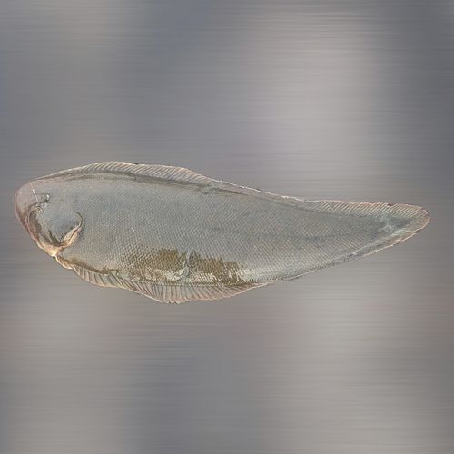 クロウシノシタの釣果