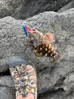 イソゴンベの釣果