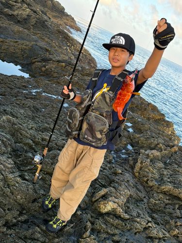アカハタの釣果