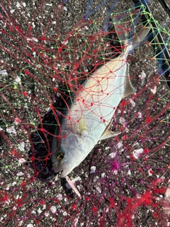 ショゴの釣果