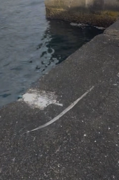 アオヤガラの釣果