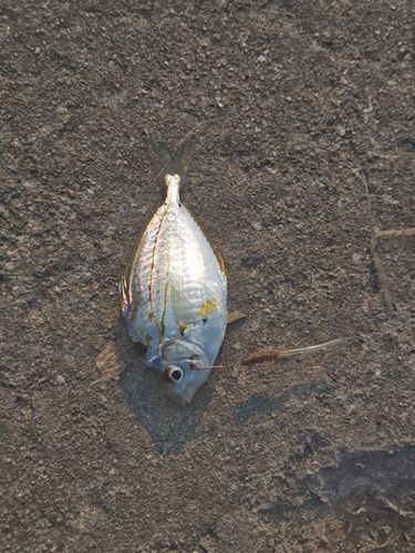 ヒイラギの釣果