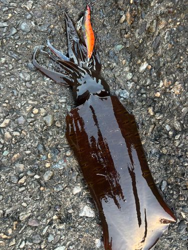 アオリイカの釣果