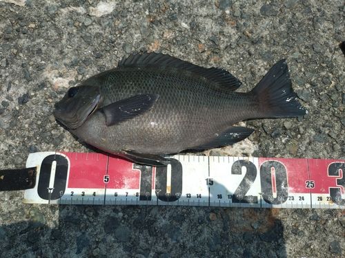 グレの釣果