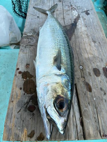 サバの釣果