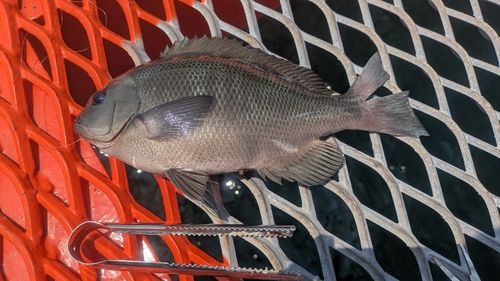 グレの釣果