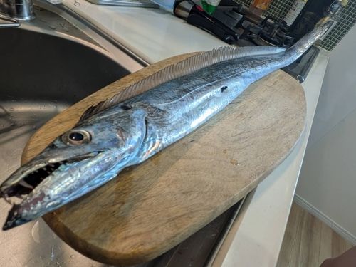 タチウオの釣果