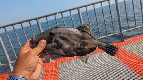 ウマヅラハギの釣果