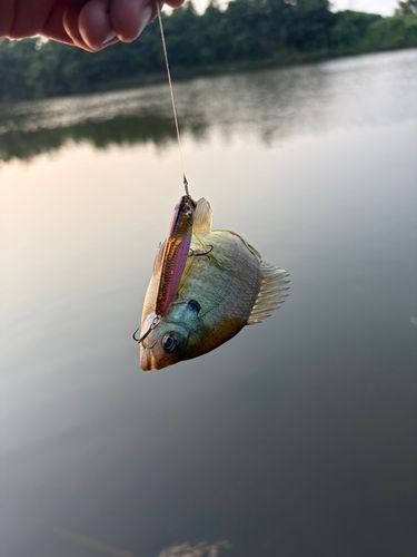 ブルーギルの釣果