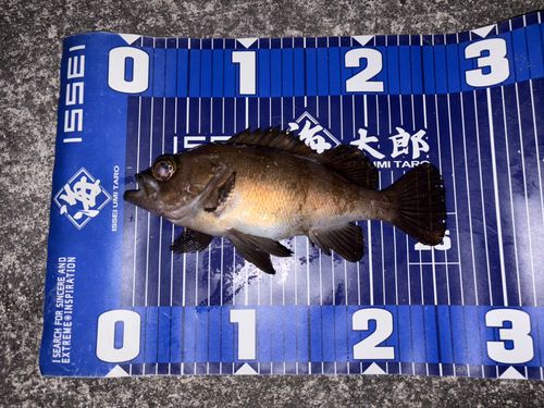 シロメバルの釣果