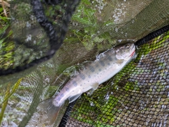 ヤマメの釣果