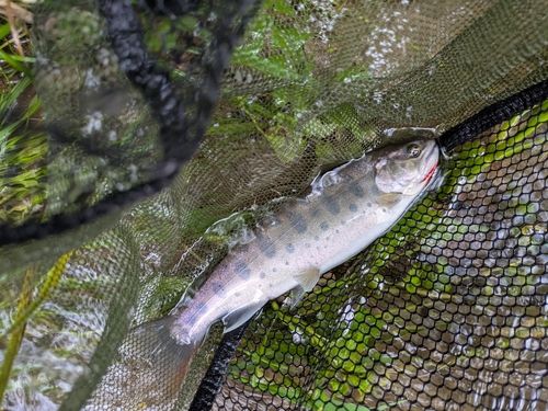 ヤマメの釣果