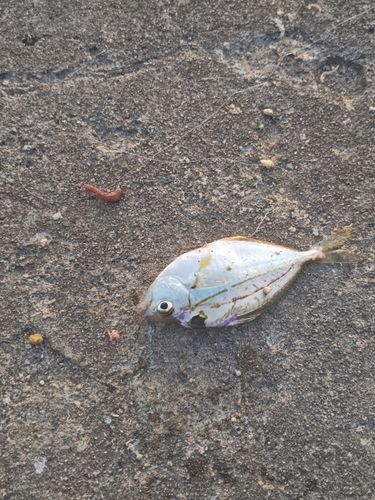 ヒイラギの釣果