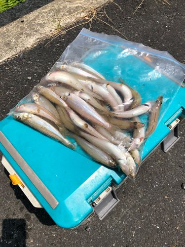 キスの釣果