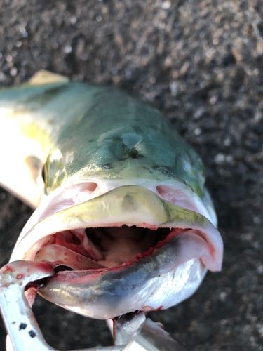 ワラサの釣果