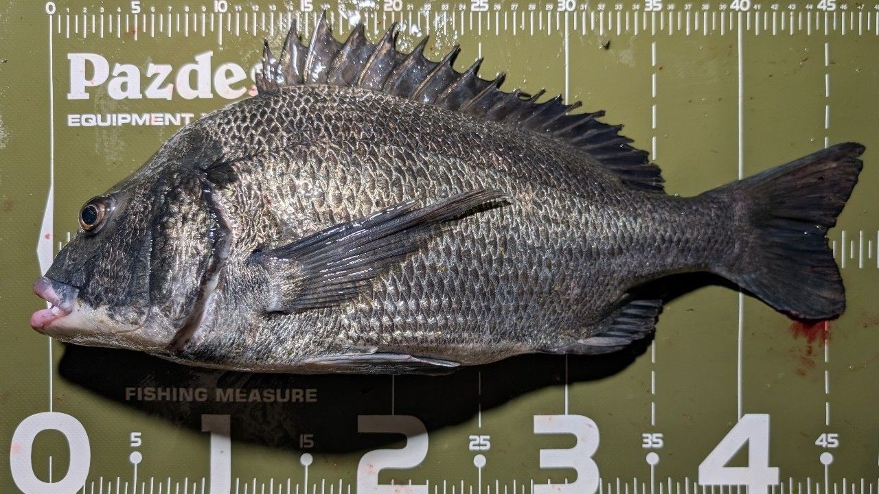 SHIMANO 22エクスセンス ∞ (インフィニティ) S96Mの最安値・インプレ