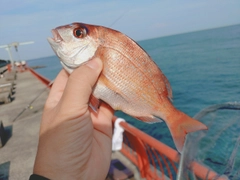 マダイの釣果