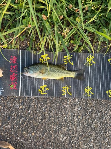 ラージマウスバスの釣果