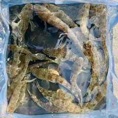 マハゼの釣果