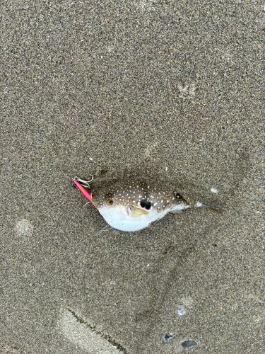 フグの釣果