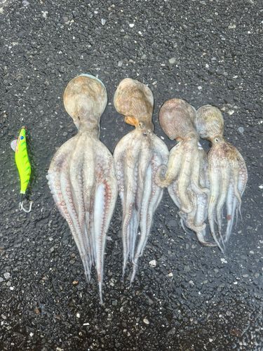マダコの釣果