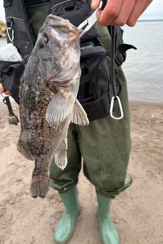 クロソイの釣果