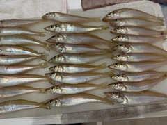 キスの釣果