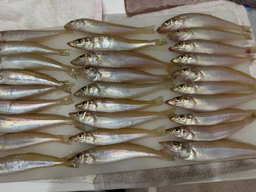 キスの釣果