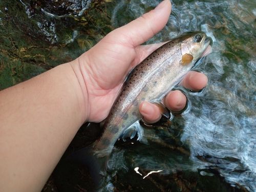 ヤマメの釣果
