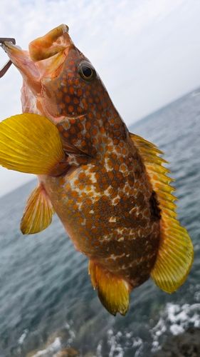 キジハタの釣果