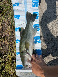 ラージマウスバスの釣果