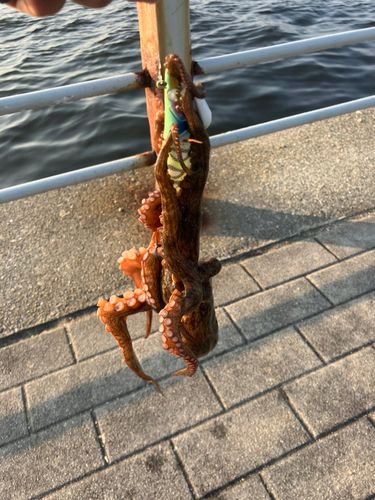 タコの釣果