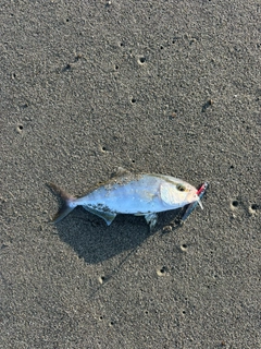 シオの釣果